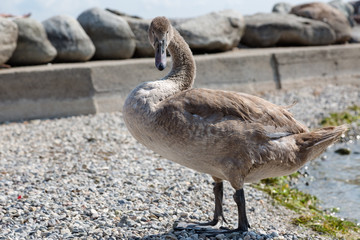 Jungvogel Schwan 2