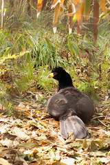Crax alector, the black curassow.  is found in north-central South America. 