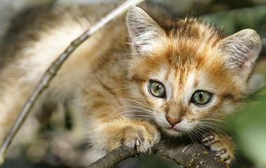 Obraz premium Little kitten sitting on a tree branch, close-up.
