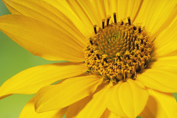 Beautiful yellow heliopsis flower, closeup.