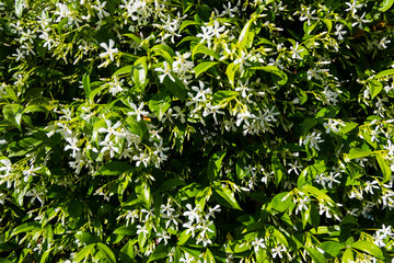 Perfect wallpaper of nature details. Green leafs and jasmine flower wall texture background.