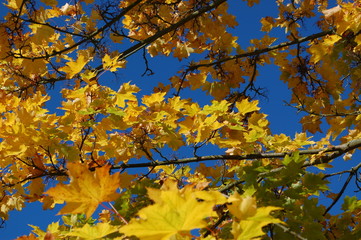 Fototapeta na wymiar Herbst Baum Blätter Himmerl