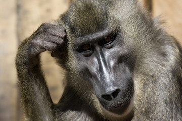 Affe in nachdenklicher Pose