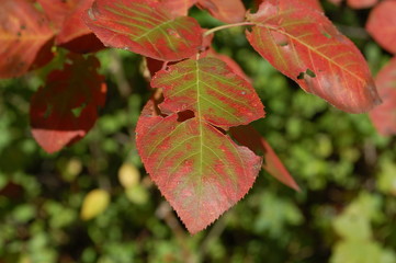 Blatt Herbst Natur