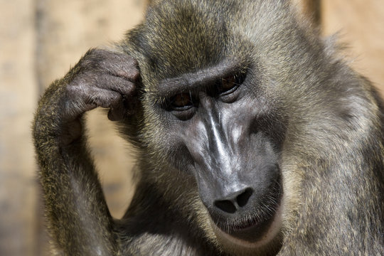 Affe in nachdenklicher Pose