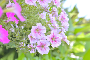 Petunia full blooming