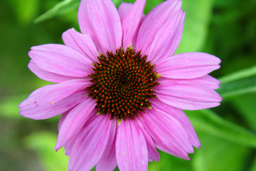 Obraz premium Close Up View of a Bright Magenta Pink Purple Echinacea Coneflower Against a Soft Green Background