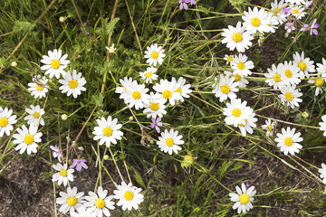 Fototapeta premium wild flower of white color on a green natural background 