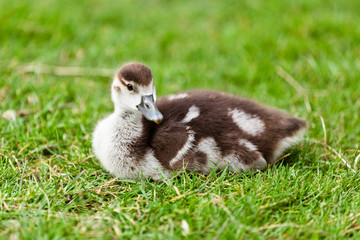 Süßes Nilgansküken auf der Wiese