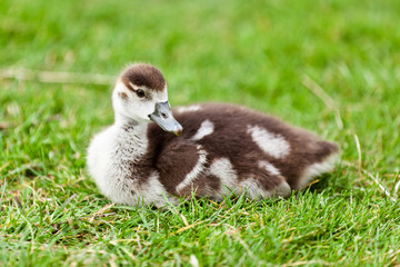 Süßes Nilgansküken auf der Wiese