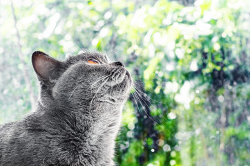 Gray cat Scottish breed looks out the window, green background, drops rain on the glass