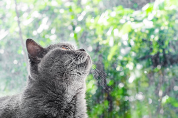 Gray cat Scottish breed looks out the window, green background, drops rain on the glass