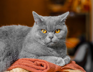 Gray Scottish cat, portrait on brown background