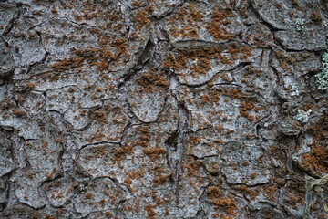 Woody bark background