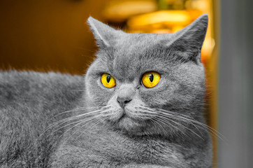 Gray Scottish cat, portrait on brown background