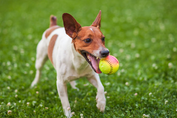 dog playing with a ball on the grass in the Park