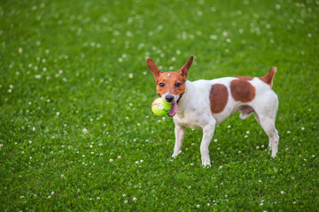 Naklejka na ściany i meble Dog playing with a ball on the grass Jack Russell Terrier