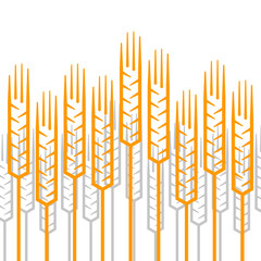 Linear ears of wheat pattern on a white background.