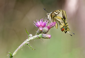 Le machaon