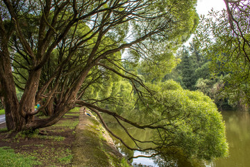 Magic willows in the summer evening