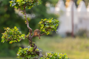 Sparrow spreading wings to sunbathe on tree.