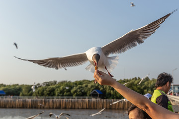 Herd of seagulls are receiving food from the hand of tourists.