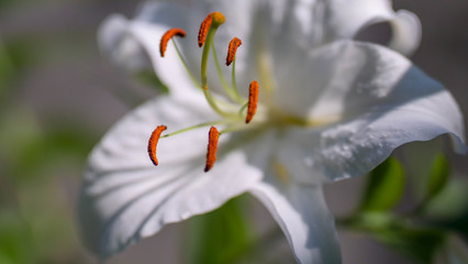 White lily flower with pollen pistils