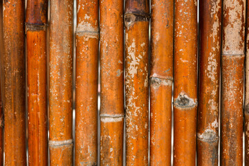 bamboo wall background in asia. bamboo texture. closeup of bamboo trees.