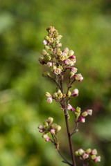 Heuchera