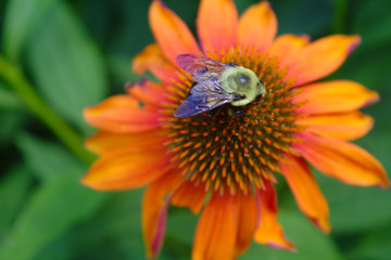 Close Up View of Bumblebee Pollinating a Vivid Orange Cheyenne Echinacea Coneflower in Summer