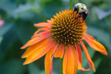Close Up View of Bumblebee Pollinating a Vivid Orange Cheyenne Echinacea Coneflower in Summer