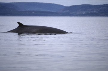 Fototapeta premium Fin whale swimming in the St. Lawrence Estuary in Canada