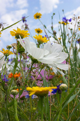 multi colorful flowers in meadow at sunshine summer day
