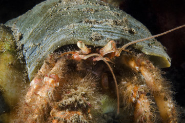 Hermit Crab underwater in the St. Lawrence Estuary in Canada