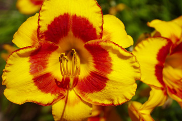 Brilliant Yellow Gold and Red Macro Close Up of Daylily Garden Flower Blooms with Soft Bright Green Background