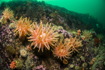 Fototapeta na wymiar Northern Red Anemone underwater in the St. Lawrence River