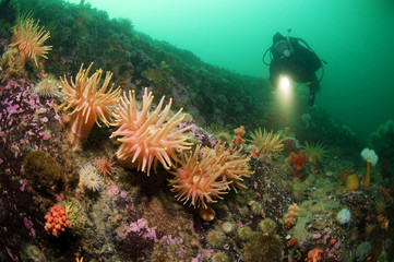 Naklejka na ściany i meble Scuba diver and northern red anemone underwater in the St. Lawrence Estuary