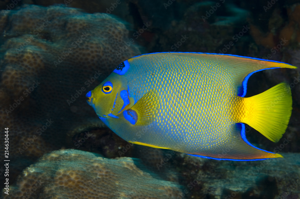 Wall mural queen angelfish underwater on coral reef in the caribbean