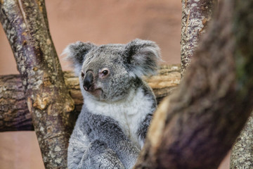 Koala © Agence73Bis-C.BONNET