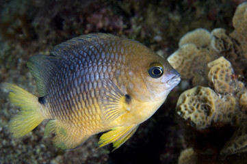 Threespot damselfish on coral reef  in the Caribbean