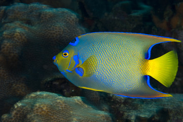 Queen angelfish underwater on coral reef  in the Caribbean