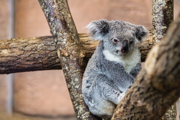 Zoo de Beauval - Koala