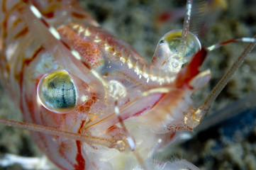 Striped pink shrimp underwater in the St. Lawrence Estuary in Canada
