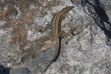 lucertola