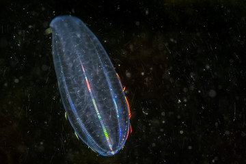 Comb jelly underwater in the cold waters of the St. Lawrence river