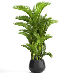 palms Cyrtostachys renda