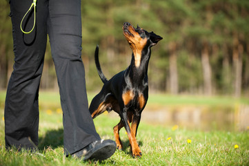 Deutscher Pinscher läuft bei Fuß