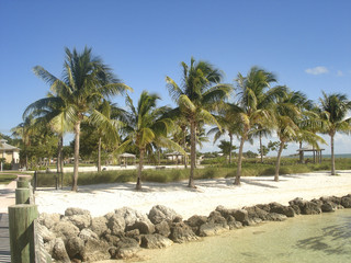 a lonely beach with palms and sunny weather