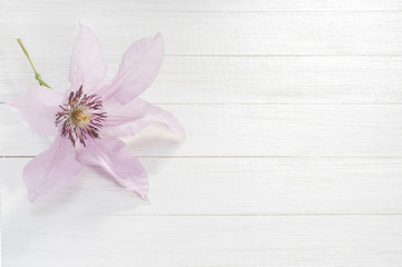 Clematis flower on a white wooden background