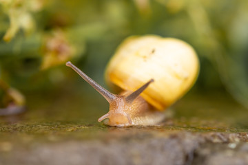 Schnecke, Häusschen, Fühler, gelb, Regen